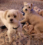 Pet boarding services Four Paws Pet Sitters in Prairie Village in KS