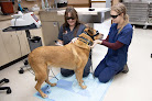 Pet boarding services Fox Creek Veterinary Hospital in Wildwood in MO