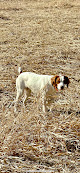 Pet boarding services Fox Run Kennels in Brook Park in MN