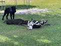 Pet boarding services Free Paws Dog Lodging & Daycare in Lithia in Florida