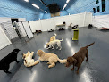 Pet boarding services Fun City Dogs in Minneapolis in MN
