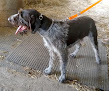 Pet boarding services Funks Kennels in Long Prairie in MN