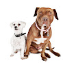 Pet boarding services Furbabies & Friends in Glendale in Arizona