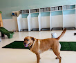 Pet boarding services Furbabies Resort And Spa in Scottsdale in Arizona