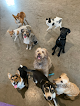Pet boarding services Furever Friends Doggy Daycare And Boarding in Lolo in MT