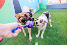 Pet boarding services Furever Friends Play And Stay in Honolulu in HI