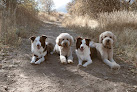 Pet boarding services Furry Friends Pet Boarding Services in Wellsville in Utah