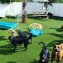 Pet boarding services Furstays! Dog And Cat Boarding in Cape Coral in Lee