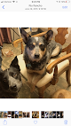 Pet boarding services Fuzzy Friends Petsitting in Rio Rancho in NM