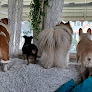 Pet boarding services Gambrills Veterinary Center in Gambrills in Maryland