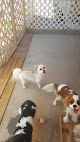 Pet boarding services Giggly Dogs Small Dog Daycare & Boarding in Buckeye in Arizona