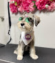 Pet boarding services Glam Paws in Carolina in Carolina