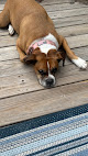Pet boarding services Go Play Pet Service Dog Day Care in Daphne in Alabama