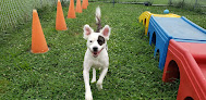 Pet boarding services Gochenauer Pet Resort in Lititz in Pennsylvania