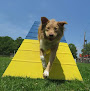 Pet boarding services Golden Grange Kennels in Chesterfield in NJ