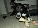 Pet boarding services Golden Isles Dog Boarding in Waverly in GA