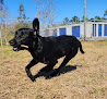 Pet boarding services Golden Isles Pet Resort in Brunswick in Glynn