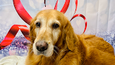 Pet boarding services Golden Paw Spa & Hardscrabble Homestead in Litchfield in Maine
