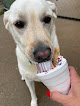 Pet boarding services Golden Paws Luxury Pet Resort in Mountain Home in Arkansas