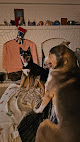 Pet boarding services Golden Post Kennel in Franklin in Indiana