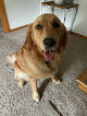 Pet boarding services Goldwood Kennels in White Bear Lake in MN