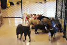 Pet boarding services Good Dog Hotel & Spa in Indianapolis in Indiana