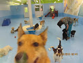 Pet boarding services Good Doggie Day Care Inc in Baltimore in Baltimore, MD