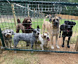 Pet boarding services Good Life Dog Ranch in Greenbrier in Arkansas