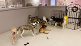 Pet boarding services Good Shepherd Veterinary Hospital in Charleston in WV