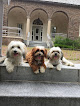 Pet boarding services Good Wellesley Dogs in Wellesley in Massachusetts