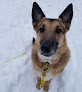Pet boarding services Goose Down Farm Kennel in Buxton in Maine