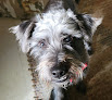 Pet boarding services Grandma's Dog House in Tempe in Arizona