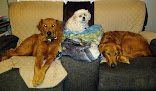 Pet boarding services Grandma's House Pet Resort in Grinnell in Iowa
