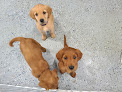 Pet boarding services Granite City Pet Hospital in St Cloud in MN