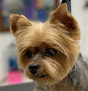 Pet boarding services Great And Small Dog Grooming in Appomattox in Virginia