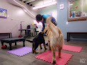 Pet boarding services Great Dog Daycare & Training in Seattle in King
