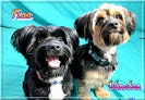 Pet boarding services Great River Pet Center in Oakdale in MN