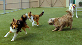 Pet boarding services Green Level Kennel in Apex in Wake