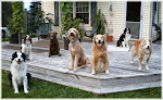 Pet boarding services Green Mountain Pet Professionals in Underhill in VT
