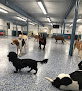 Pet boarding services Greenlin Pet Resorts in Middletown in Pennsylvania