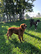 Pet boarding services Greenlin Pet Resorts in Hummelstown in Pennsylvania
