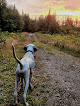 Pet boarding services Grey's Outfitting in Caratunk in Maine