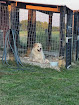 Pet boarding services Grinning Goat Acres Llc Pet Boarding And Grooming in Berry in Kentucky