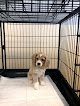 Pet boarding services Groom Room in Brandon in Rankin