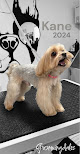 Pet boarding services Groomingdales Dog Salon Boutique And Hotel in Carencro in Louisiana