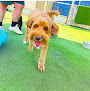Pet boarding services Gruene Barks And Rec Boarding And Grooming in New Braunfels in TX