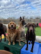 Pet boarding services Guardian-k9 in Columbus in Indiana