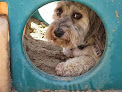 Pet boarding services Gulliver's Doggie Daycare in Williston in VT