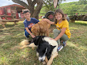 Pet boarding services Gunstock Ranch in Kahuku in Hawaii