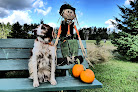 Pet boarding services Hafftime Farm Dog Boarding Kennel in Wrenshall in MN